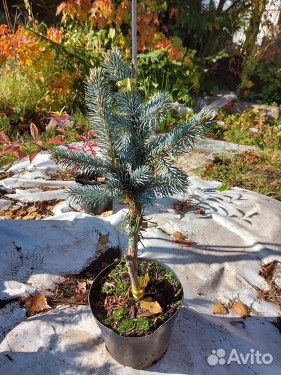 Продам Ель Hoopsii 35-40см