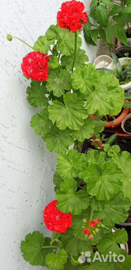 Пеларгония герань розовидная редкая