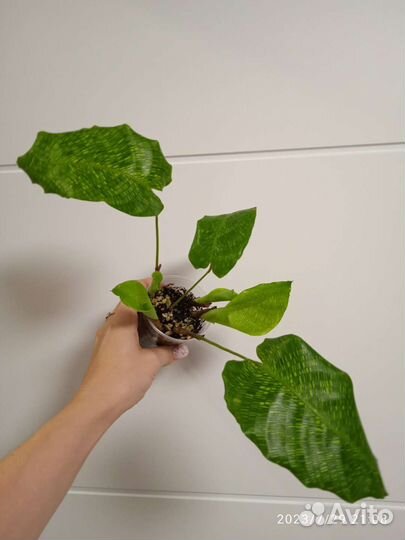 Калатея нетворк