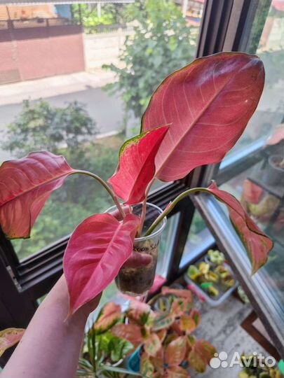 Аглаонема бонсетти