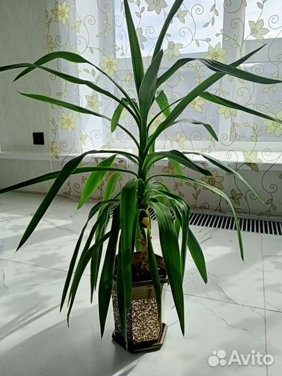 Юкка гигантская