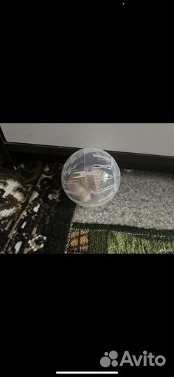 Сирийский хомяк бесплатно