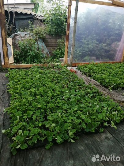 Саженцы клубники