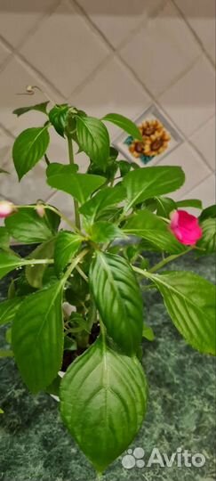 Комнатные цветы