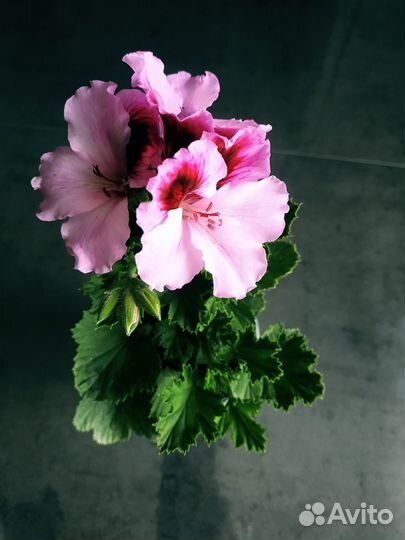 Королевская пеларгония