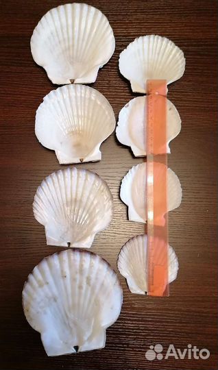 Ракушки морского гребешка