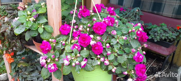 Укоренные черенки бальзаминоа