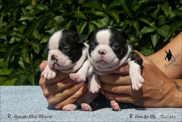 Бостон терьер