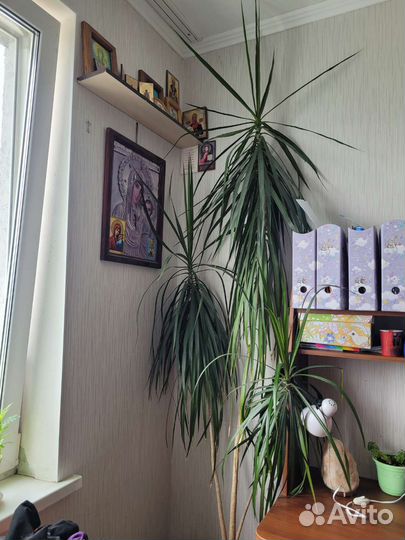 Пальма драцена