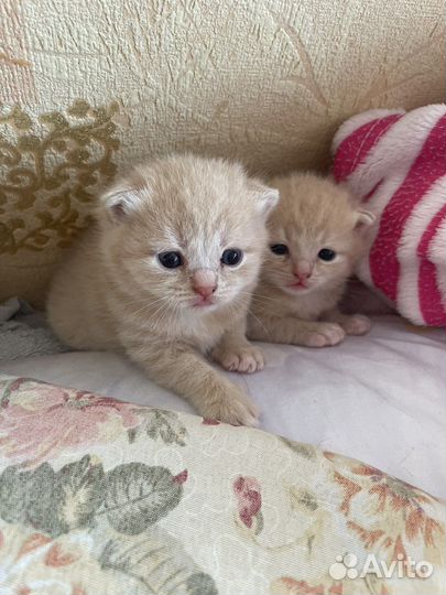 Британская