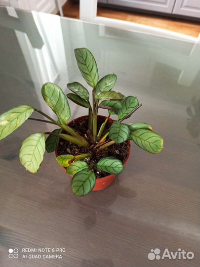 Комнатные растения