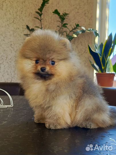 Шпицы мишки