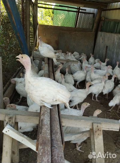 Индюшата подрощенные белые широкогрудые