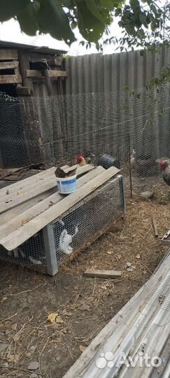 Молодые петушки