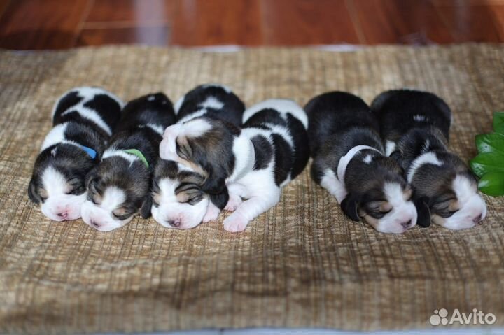 Щенки бигль