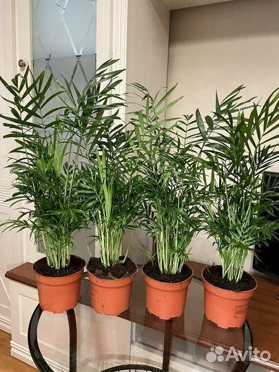 Пальма хамедорея