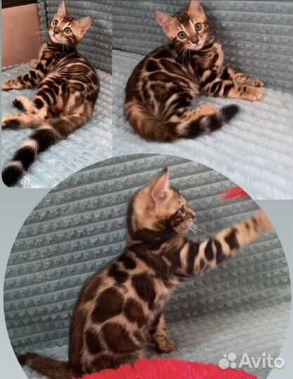 Бенгальская