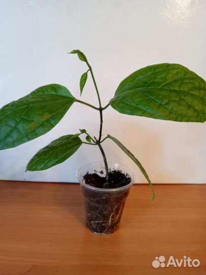 Клеродендрум томпсон