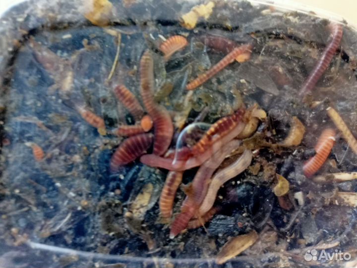 Червь навозный