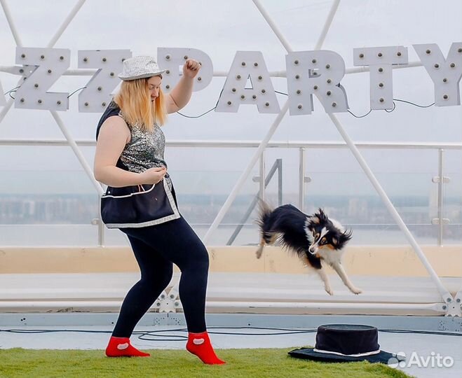 Шоу с дрессированными собаками на праздник