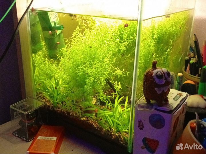 Аквариум для рыбок