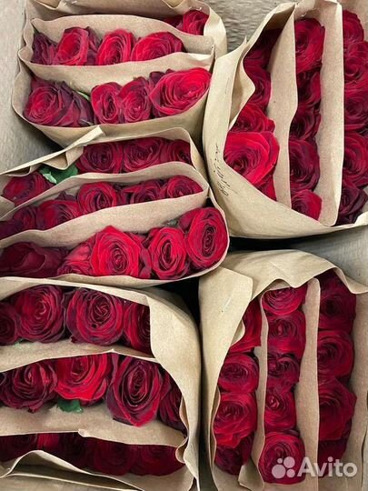 Букеты из роз 15-101 роза Свежая