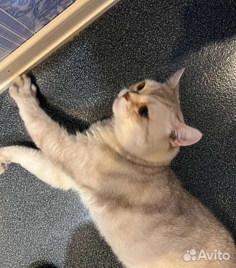 Кот в добрые руки