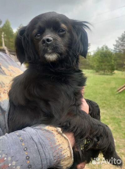 Маленькая Лея в дар