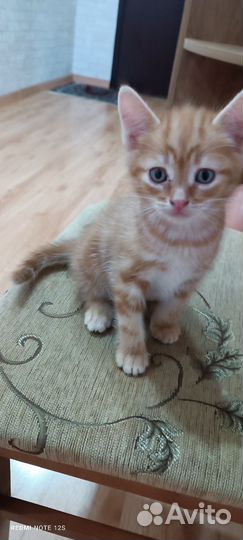 Отдадим в добрые руки котят