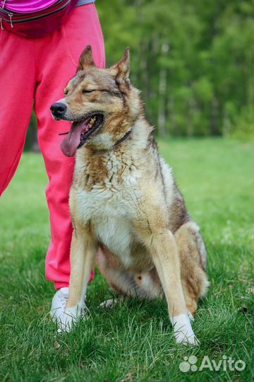 Собака Степа добрый и спокойный пес