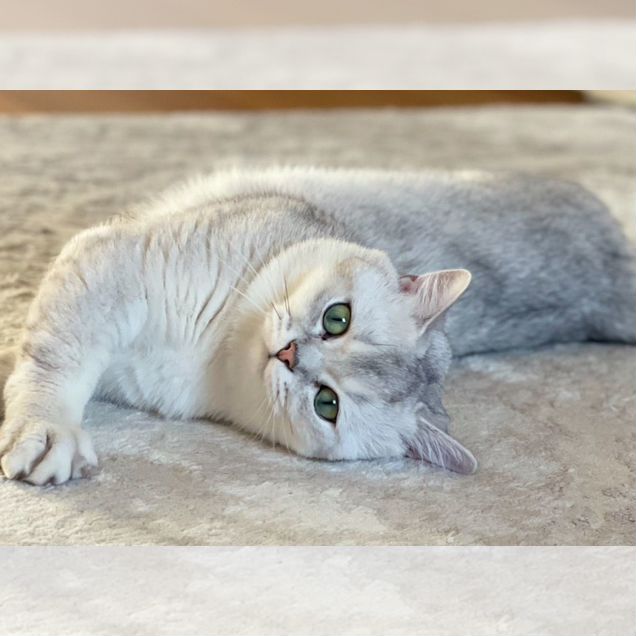 Британский длинношёрстный кот, вязка
