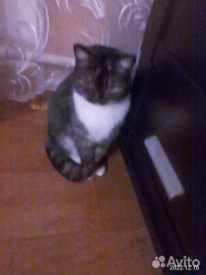 Отдам бесплатно