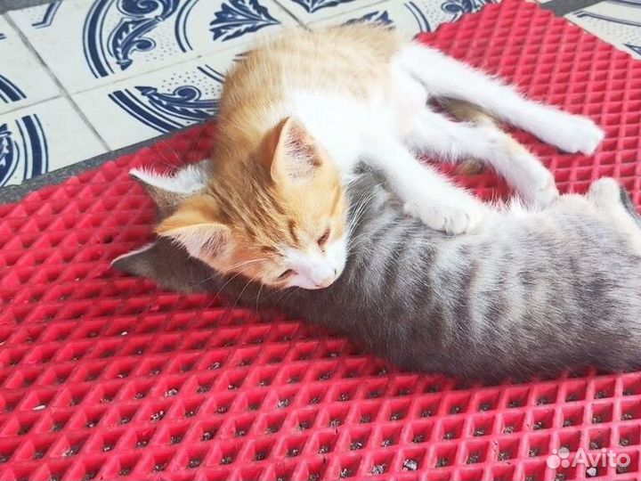 Котята в добрые руки бесплатно