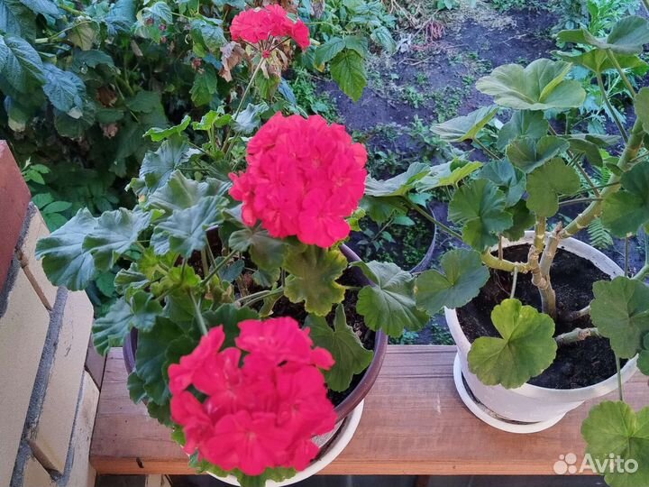 Комнатные растения