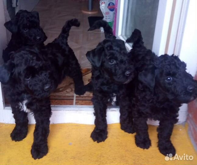 Керри блю терьер