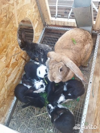 Кролики мясных пород