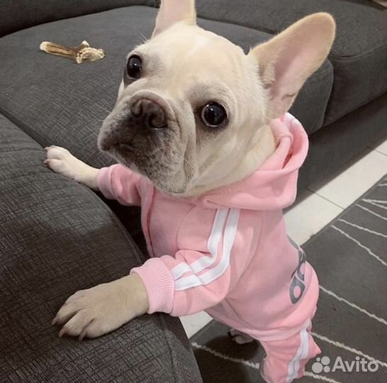 Костюм для собак