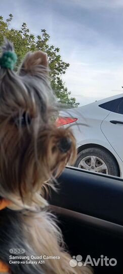 Йоркширский терьер мини вязка