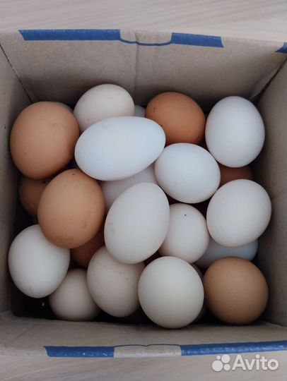 Домашние куриные яйца