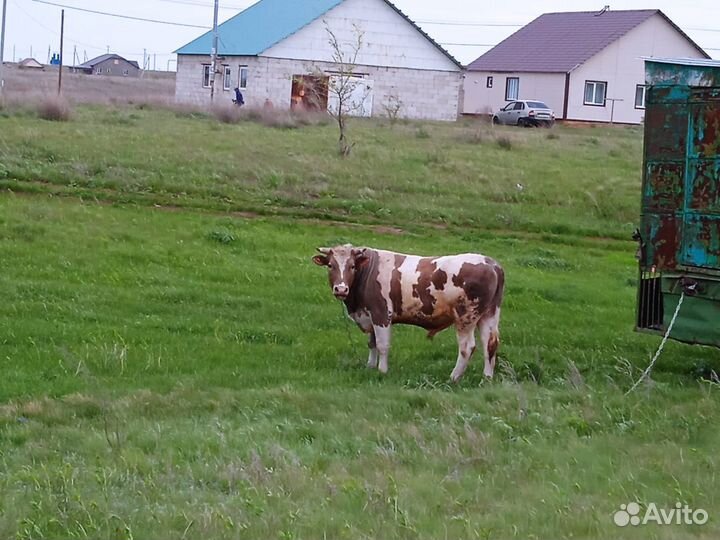 С/х животные бычки