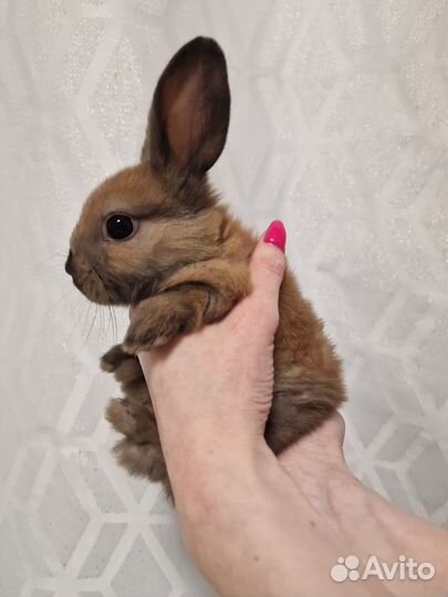 Декоративные карликовые кролики