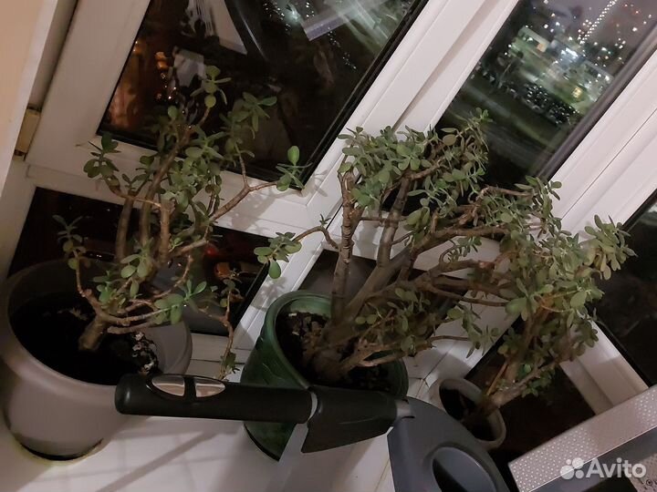 Денежное дерево