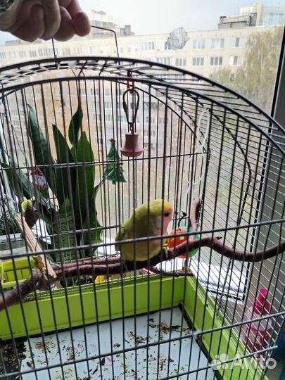 Попугай неразлучники