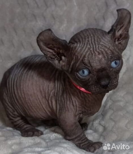 Бамбино,эльфы,двэльфы