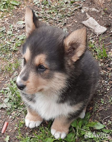 Отдам щенка в добрые руки