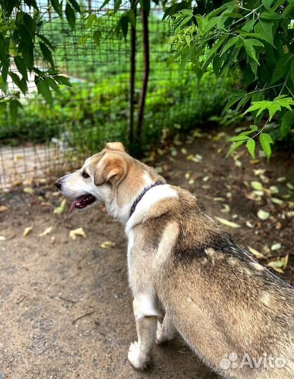 Спасите собачку из приюта