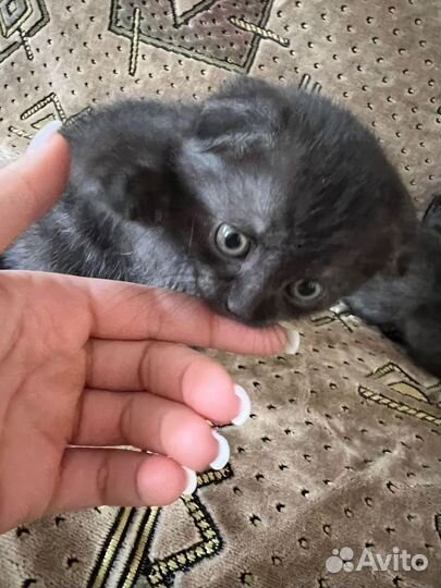 Котята