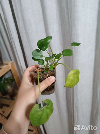 Пилея пеперомиевидная