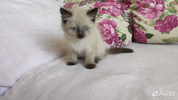 Котята