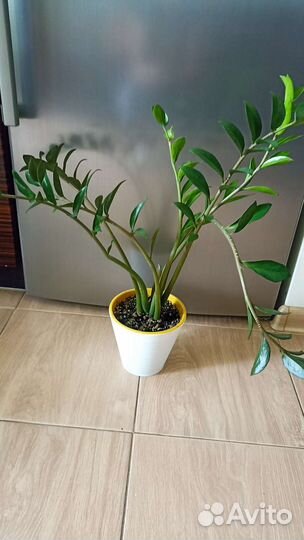 Спатифиллум, церопегия, фикусы